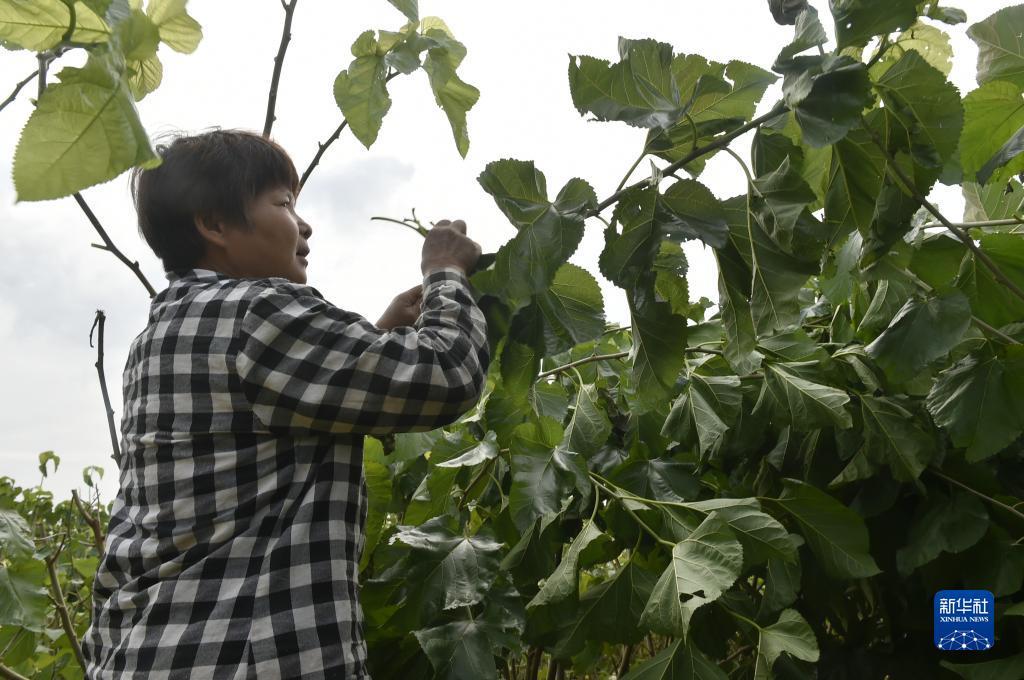 菠菜开户体验金